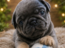 Exotic Male Puppy available