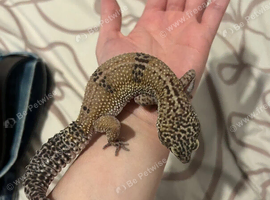 Female leopard gecko
