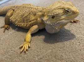 Bearded dragon and full setup