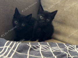 American shorthair x domestic kittens