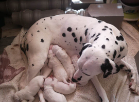 New litter of Dalmatian pups