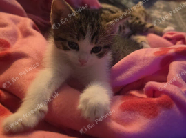 Female kitten 11 weeks old