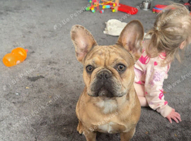 merle french bulldog