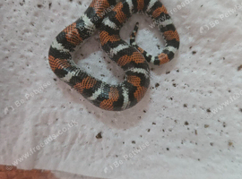 CB26 Tri Colour Hognose (unsexed)