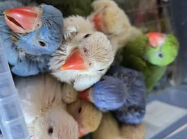 WANTED baby Ringnecks any age bellow 10 weeks