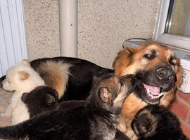 Beautiful German Shepherd Puppies
