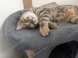 5 month old Kitten for sale