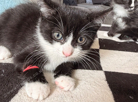 5 female kittens available immediately