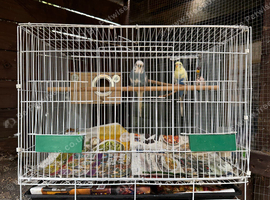 Pair of Budgies with cage
