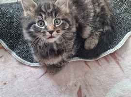 beautiful tabby kitten