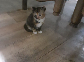 Beautiful kittens for sale