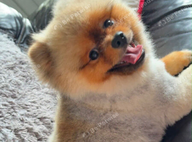 Stunning True-Type Teddy Bear Pomeranian Available for STUD