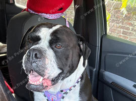 Old English bulldog