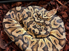 GHI Pastel