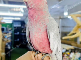 Baby Galah Cockatoo Hand reared available