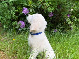 KC registered Golden Retriever Puppies