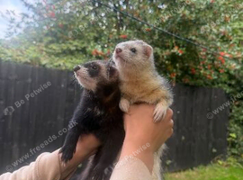 Ferret pair