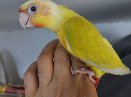 Beautiful hand reared tame conure