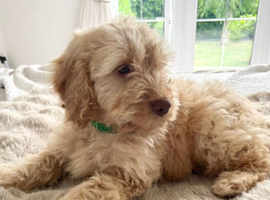 F1 Miniature Cockapoo Puppies - 1 Boy Available Ready To Leave