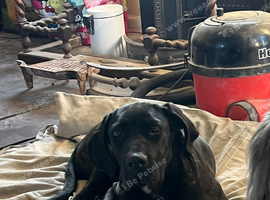 Cane corso puppy