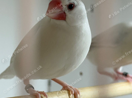 Java Sparrows