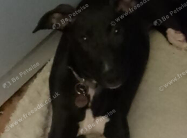Greyhound Puppy For Sale