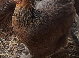 Point of lay Brahma hens