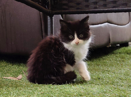 Kittens