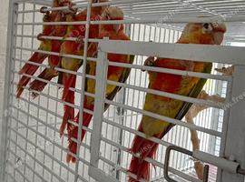 Babe Red tail conures available