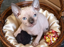 GORGEOUS SPHYNX KITTENS 3 BOYS
