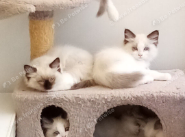 Adorable Pure breed Ragdoll kittens available to everloving homes