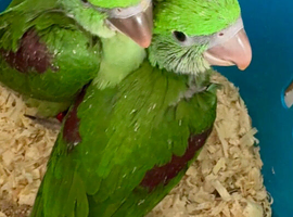 Hand Reared Tame Talking. Baby Alexandrian Parrots.