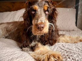 Cocker Spaniel