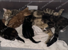 Adorable 4 kittens looking forever homes