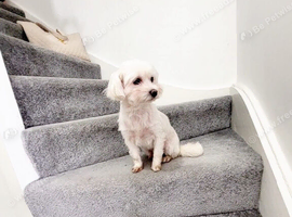 Maltese