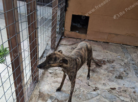 Whippet cross