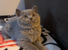1 girl available BRITISH SHORTHAIR
