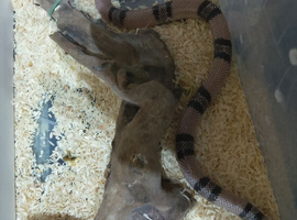ANERY HONDURAN MILK SNAKE
