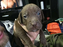American bulldog x