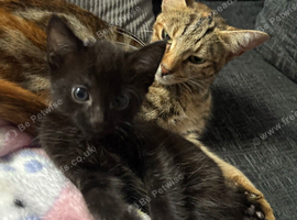 Black kitten