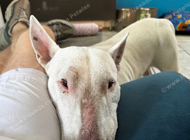 Kc registered English bull terrier for stuf