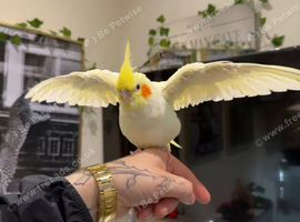Beautiful Lutino hand tame cockatiel hen