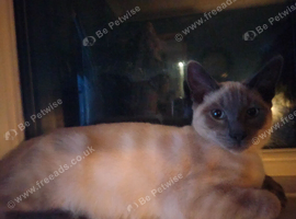Kittens for sale