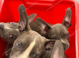 Micro bullies Ready to go