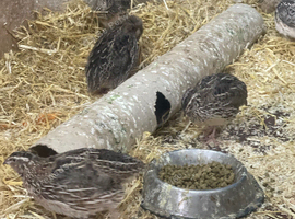 9 quail 3 males 6female