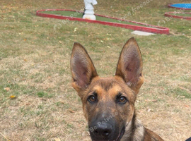 German Shepard boy