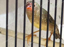2 young star finches