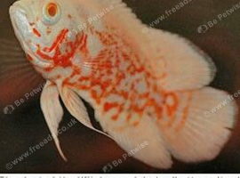 LARGE OSCAR FISH
