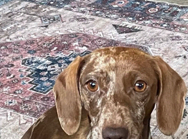 Sadly Rehoming dachshund