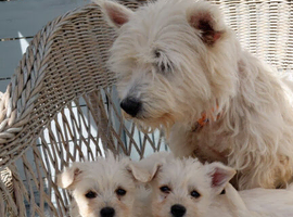 Westiepoo puppies